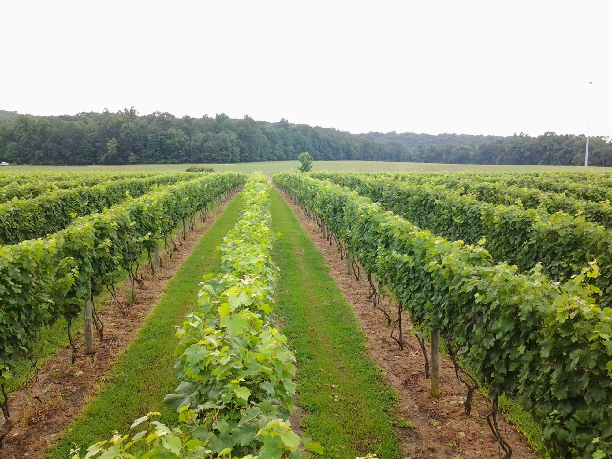 Redirecting To Https Extension Umd Edu Locations Cecil County